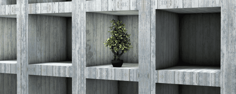 an isolated plant in a wall of niche areas